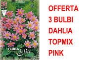 OFFERTA 3 BULBI DAHLIA TOPMIX ROSA