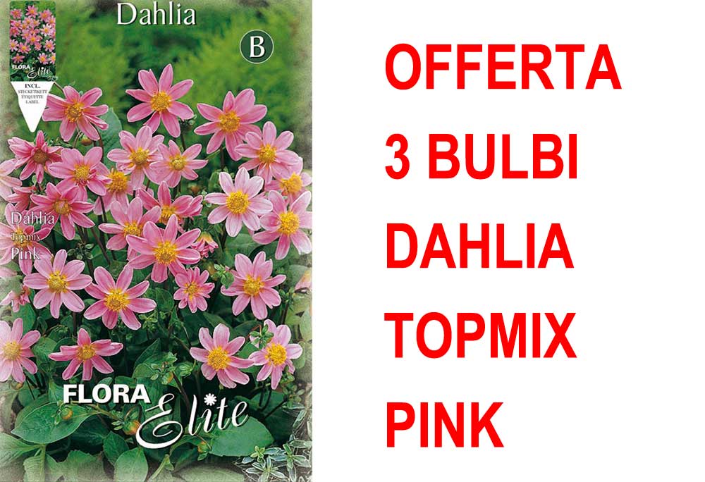 OFFERTA 3 BULBI DAHLIA TOPMIX ROSA
