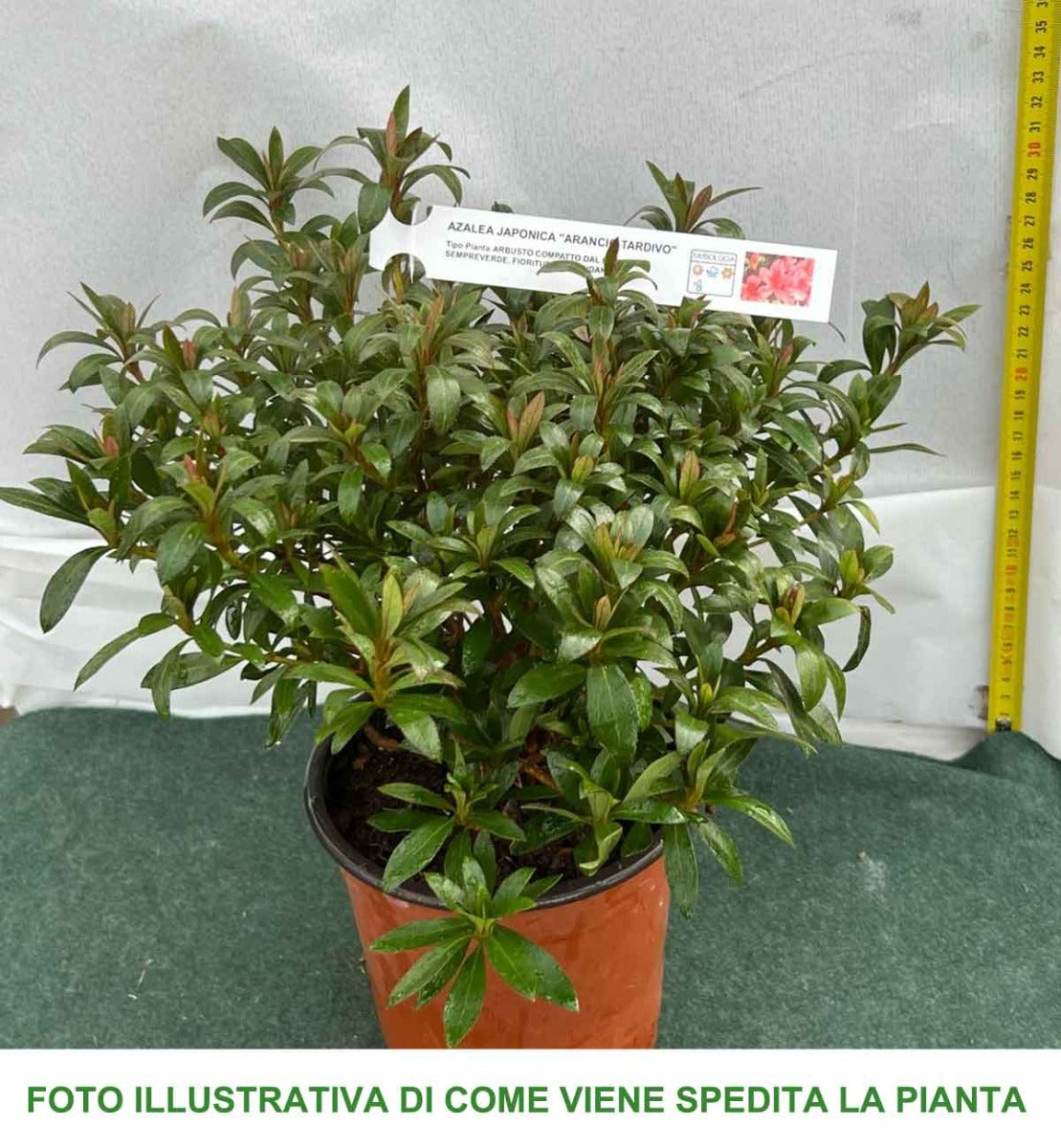 AZALEA JAPONICA RUSTICA ARANCIO TARDIVO VASO 15CM