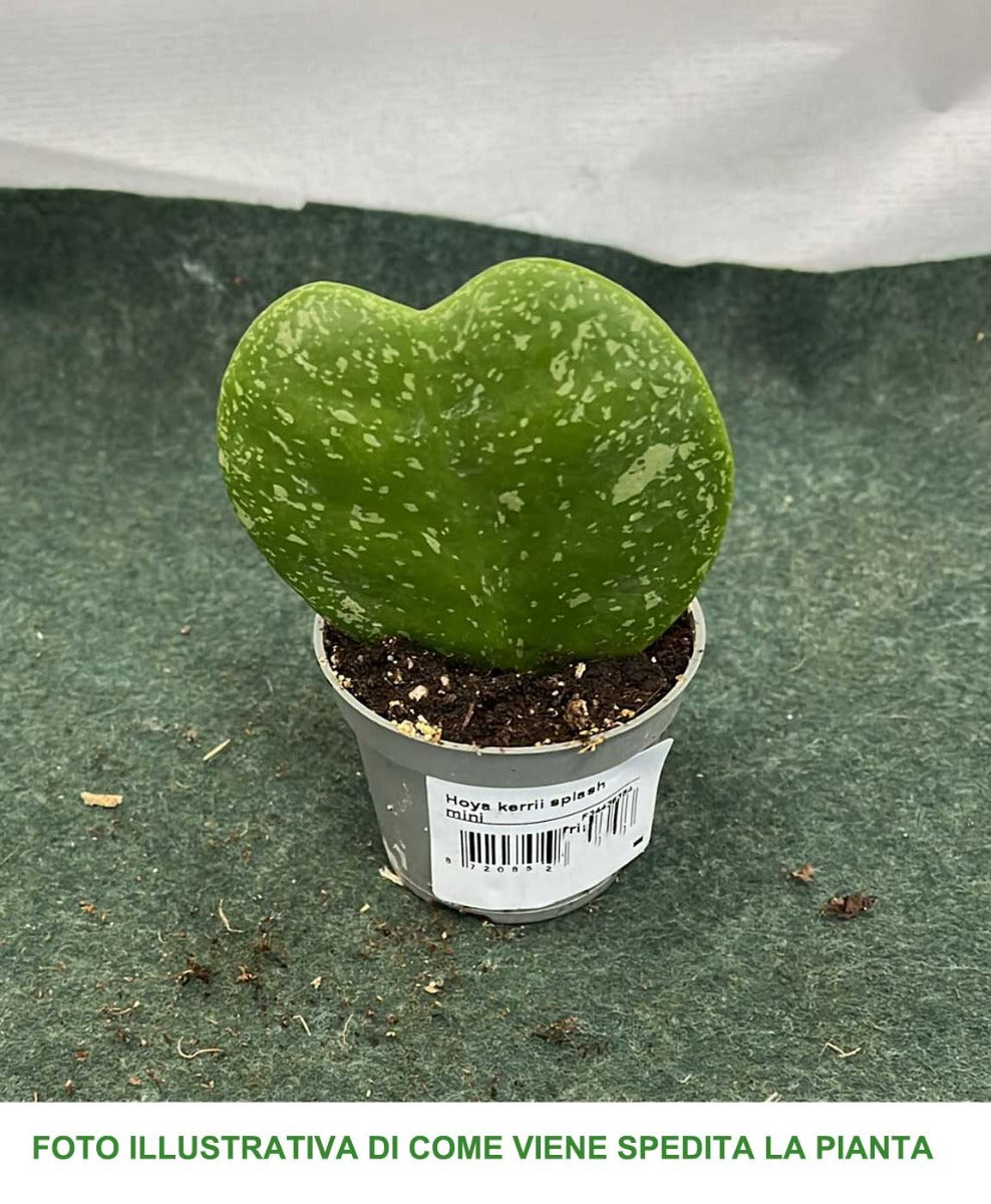 HOYA KERRII SPLASH MINI FIORE DI CERA IN VASO CERAMICO 9CM