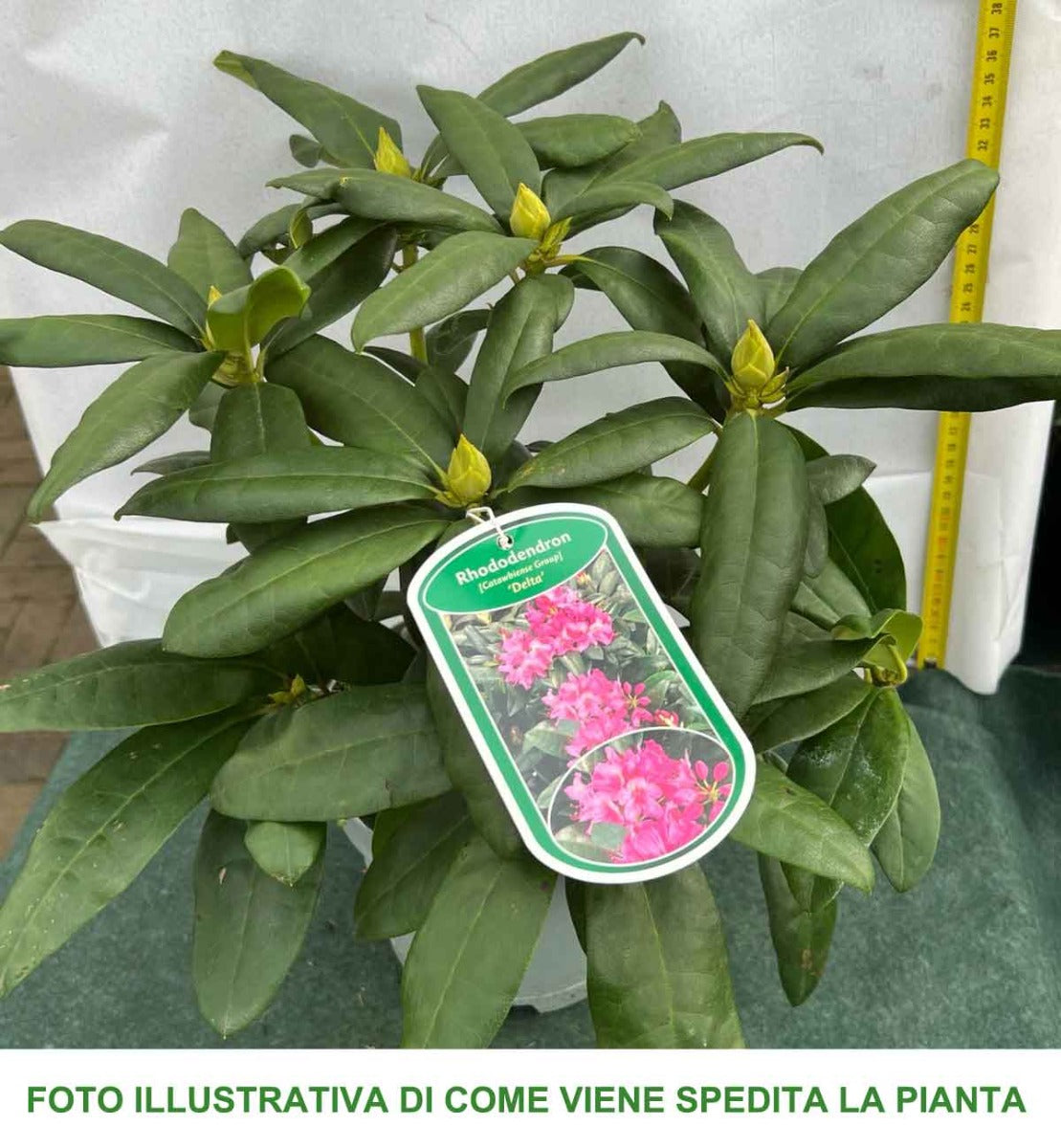 RODODENDRO DELTA VASO 18CM