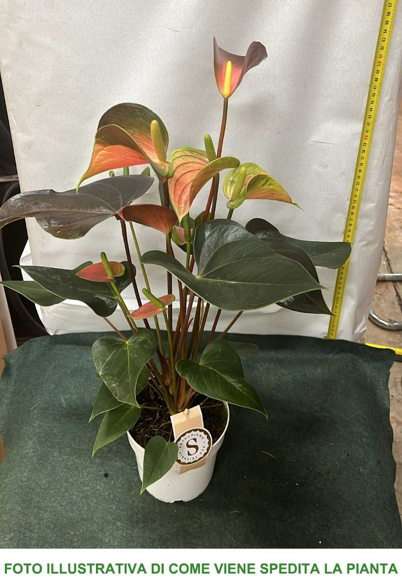 ANTHURIUM RAINBOW IN VASO 14CM