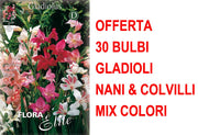OFFERTA 30 BULBI GLADIOLI NANI & COLVILLI IN MIX DI COLORI