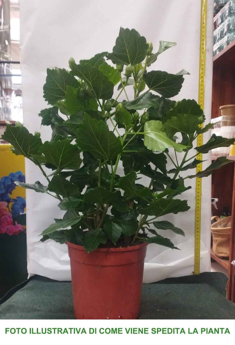 HIBISCUS IBISCO ROSA IN VASO 19CM