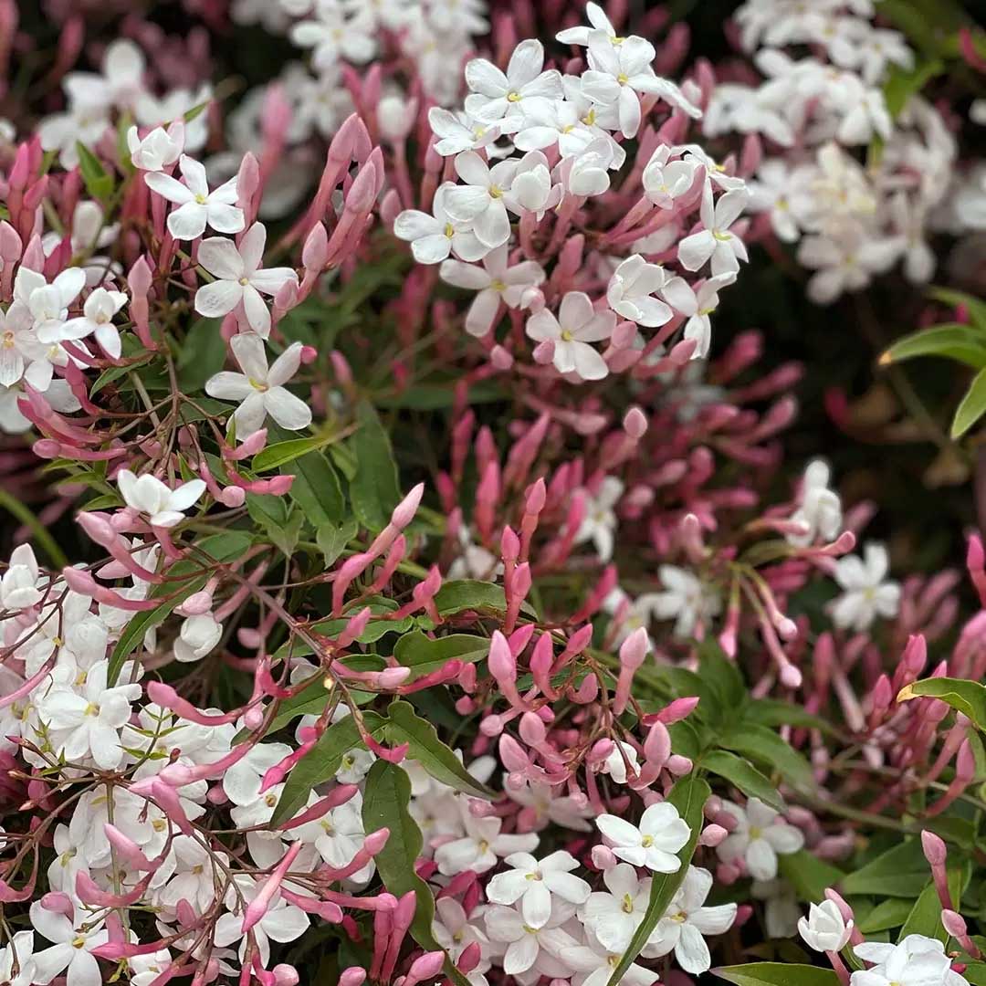 JASMINUM POLYANTHUM PASSION DARK PINK GELSOMINO VASO 12CM