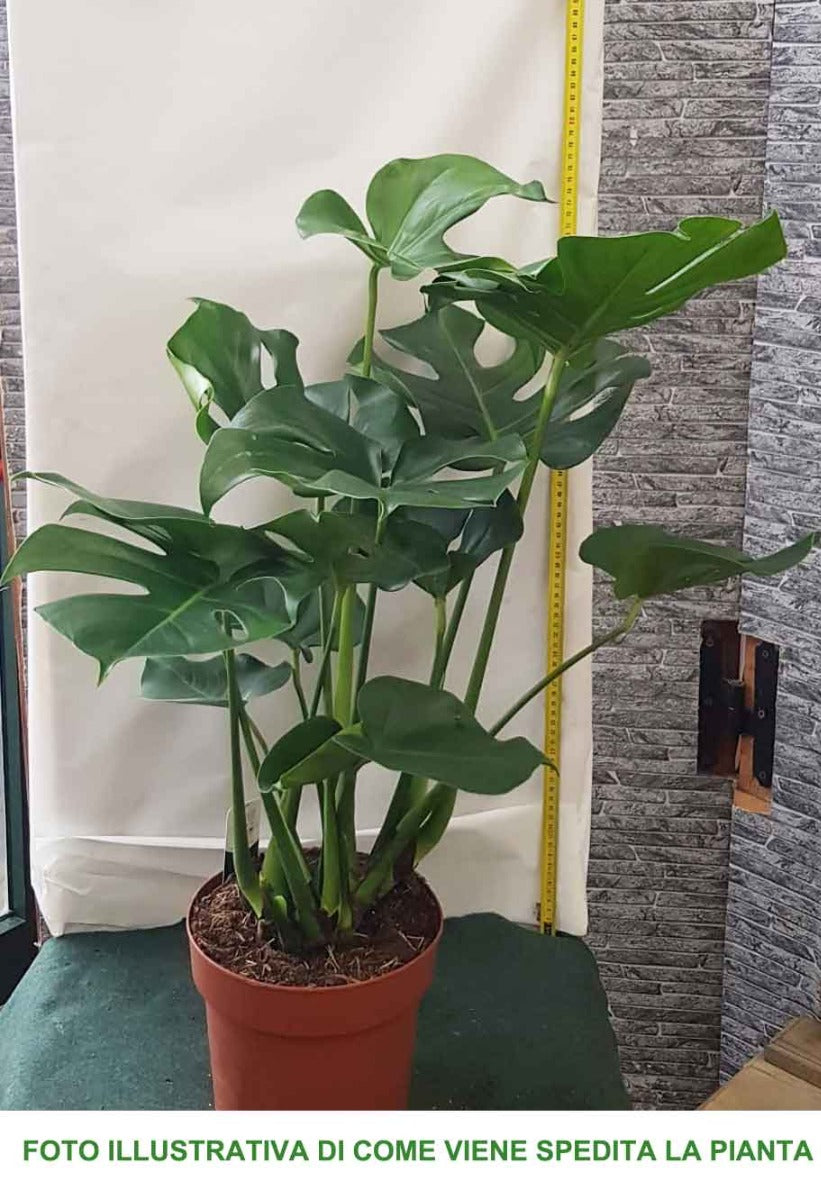 MONSTERA DELICIOSA VASO 21CM