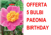 OFFERTA 5 BULBI DI PAEONIA BIRTHDAY