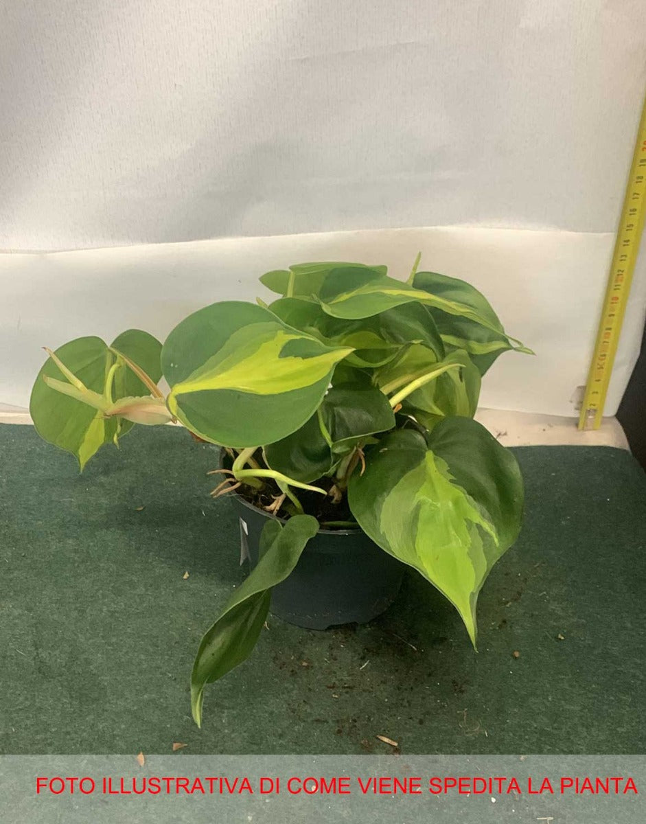 PHILODENDRON SCANDENS BRASIL VASO 12CM