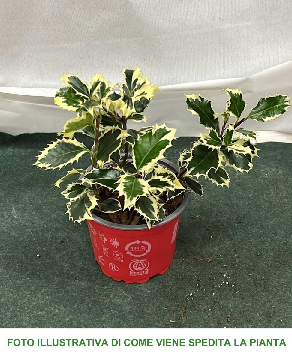 ILEX AGRIFOGLIO AQUIFOLIUM ARGENTEA MARGINATA VASO 12CM