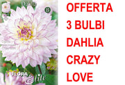 OFFERTA 3 BULBI DAHLIA DA BORDURA CRAZY LOVE