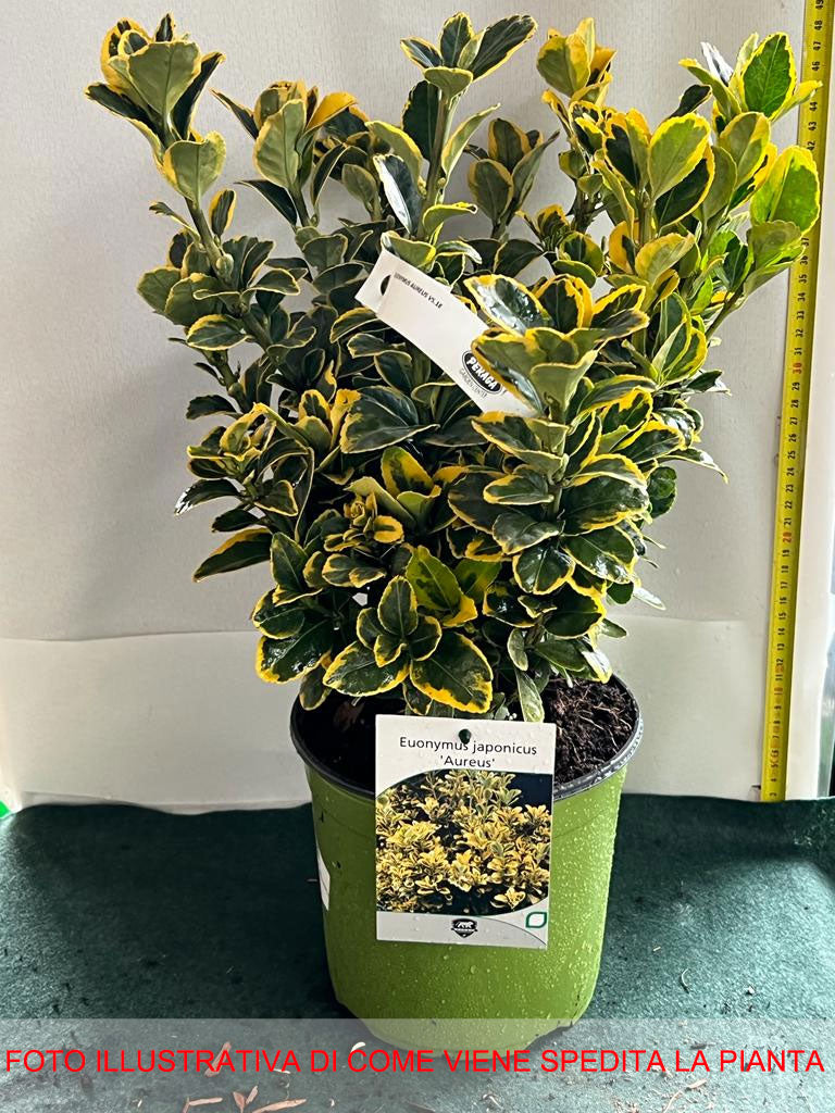 EUONYMUS JAPONICUS AUREUS VASO 18CM