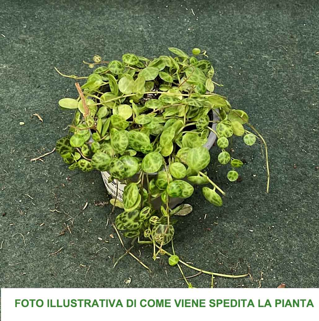 PEPEROMIA PROSTRATA VASO 9CM
