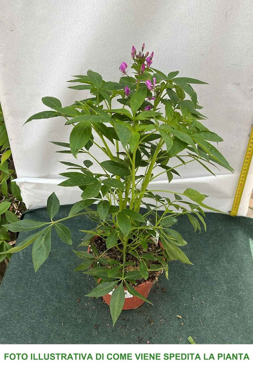 CLEOME VASO DA 14CM