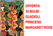 OFFERTA 30 BULBI GLADIOLI A FIORI GRANDI PRINCESS MARGARET ROSE