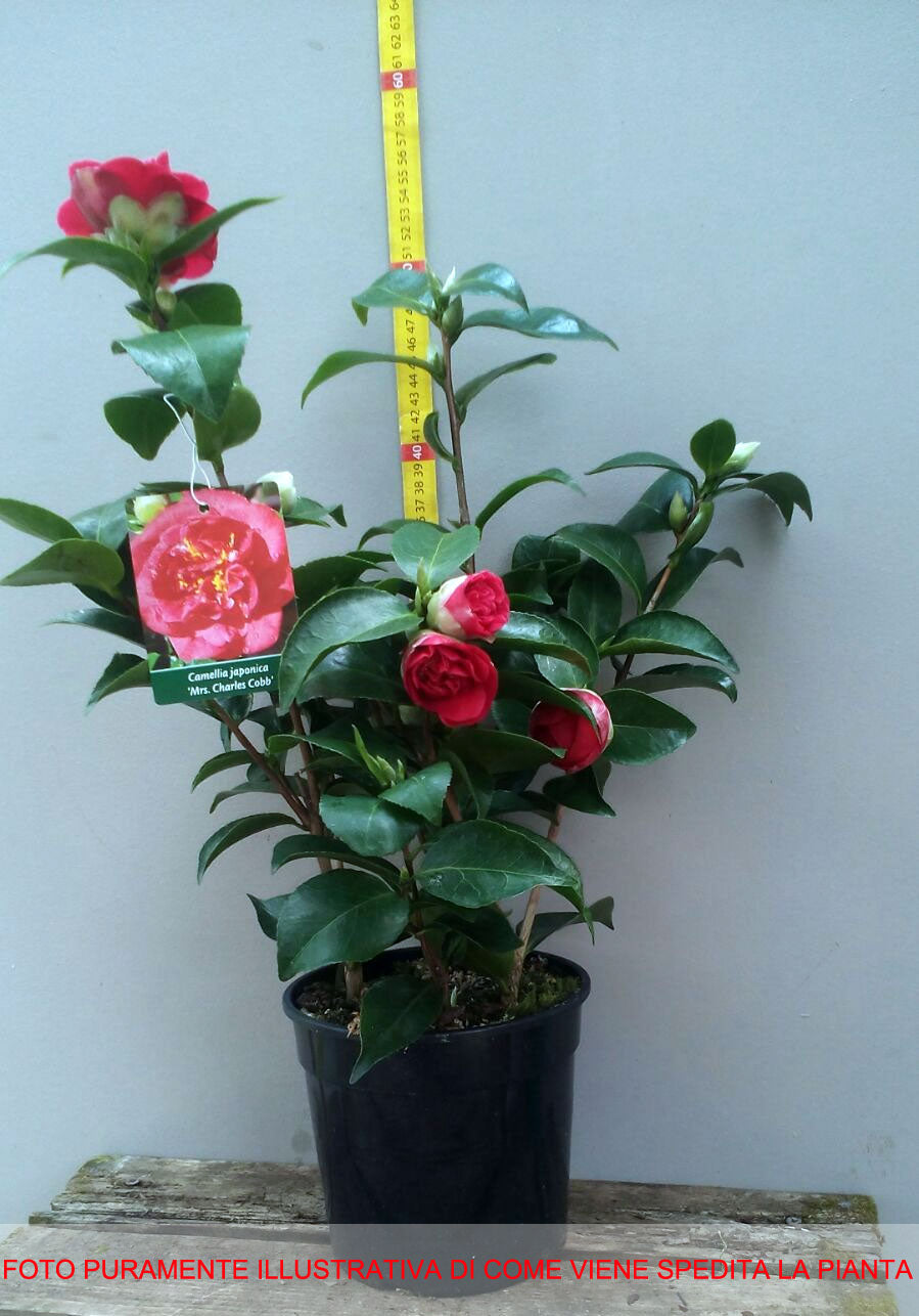 CAMELIA JAPONICA WHEELER VASO 17CM