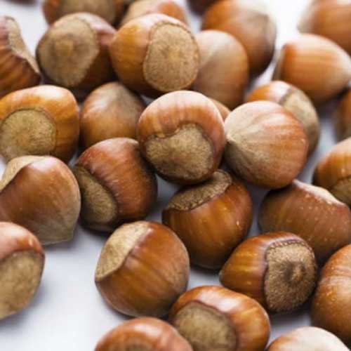 NOCCIOLO TONDO GIFFONI (1 PIANTA)