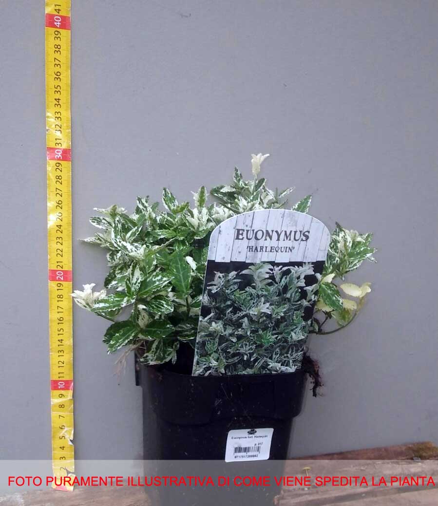 EUONYMUS FORTUNEI HARLEQUIN VASO 17CM