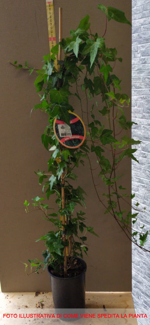 HEDERA HELIX SHAMROCK  IN VASO 17CM