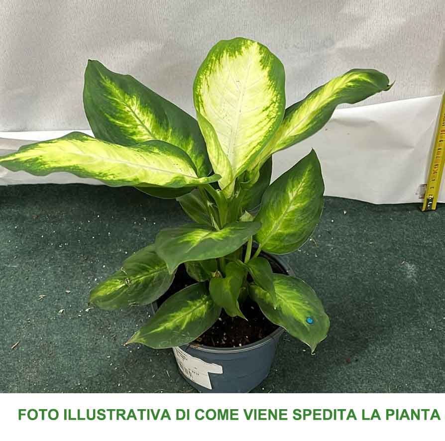 DIEFFENBACHIA CAMILLA VASO 12CM