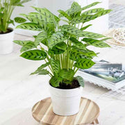 CALATHEA LEOPARDINA IN VASO 12CM