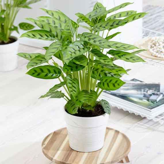 CALATHEA LEOPARDINA IN VASO 12CM