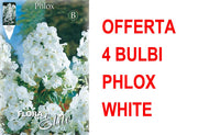 OFFERTA 4 BULBI PHLOX WHITE