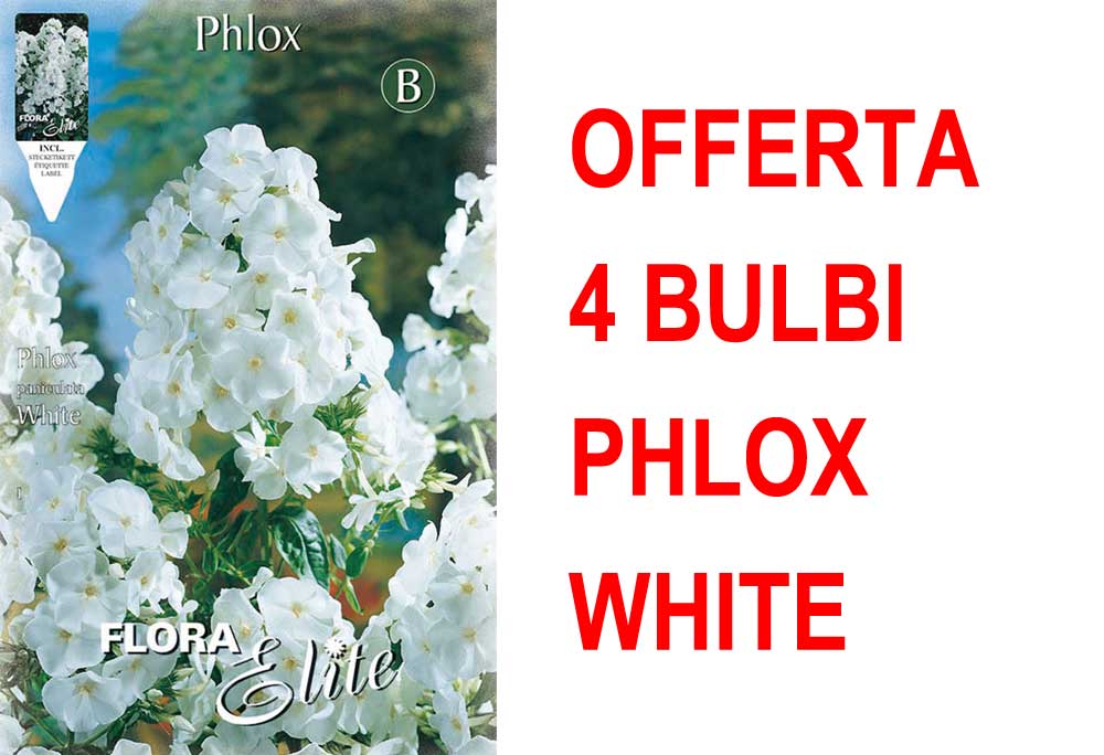 OFFERTA 4 BULBI PHLOX WHITE
