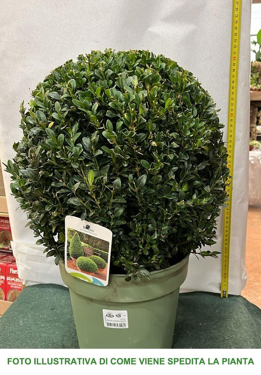 BUXUS BOSSO SEMPERVIRENS SFERICO VASO 26CM
