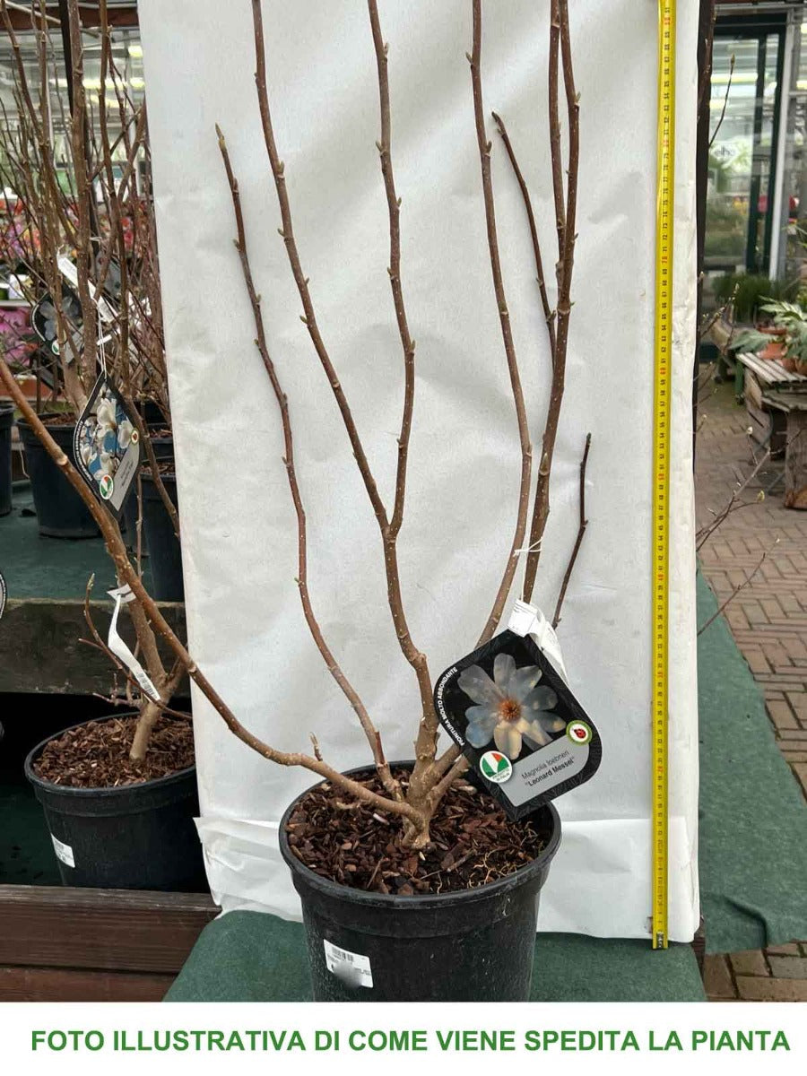 MAGNOLIA LEONARD MESSEL IN VASO 24CM