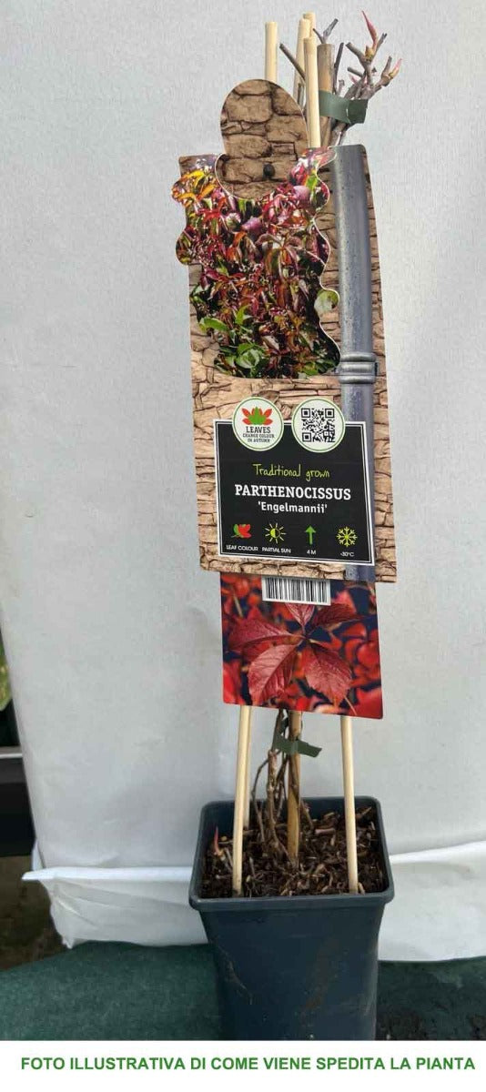 PARTHENOCISSUS QUINQUEFOLIA ENGELMANNII VASO 17CM