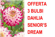 OFFERTA 3 BULBI BULBI DAHLIA DECORATIVE SENIOR'S DREAM