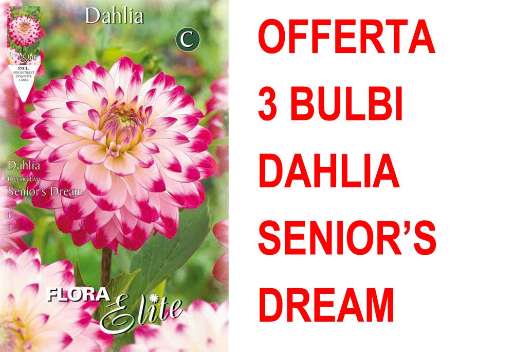 OFFERTA 3 BULBI BULBI DAHLIA DECORATIVE SENIOR'S DREAM