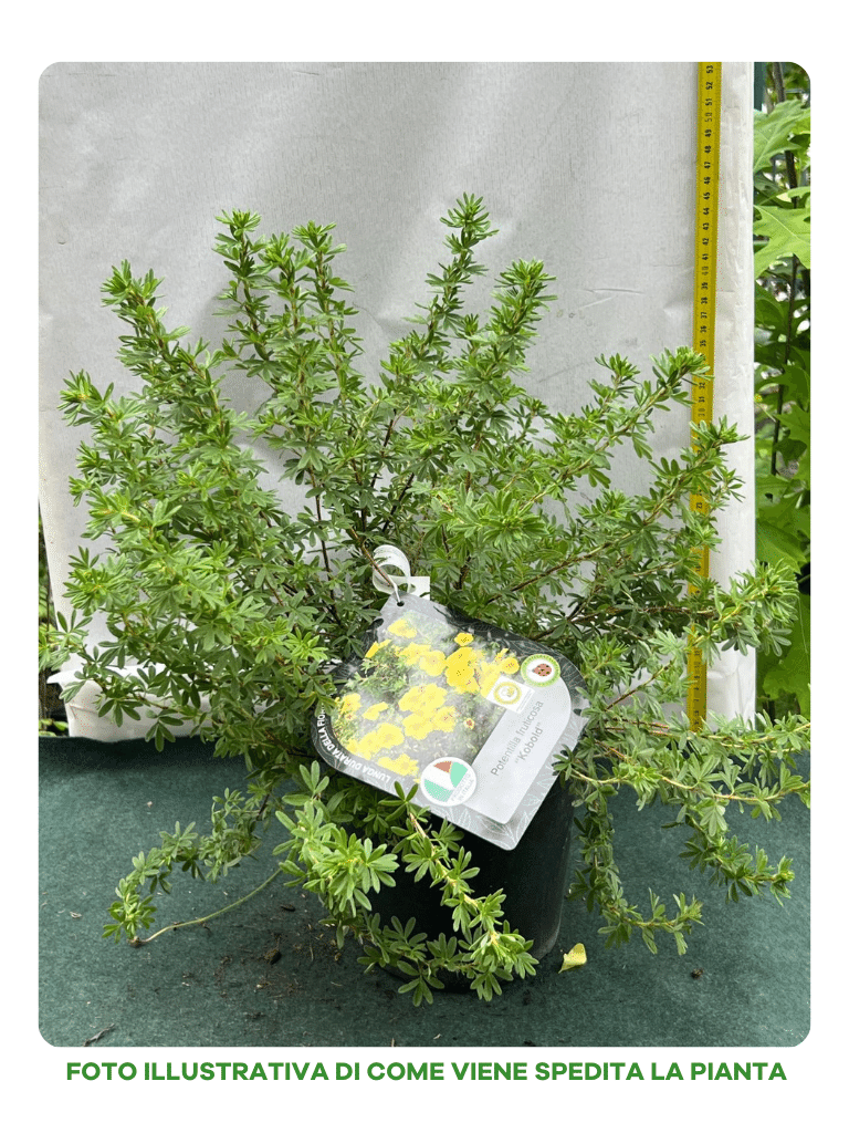 POTENTILLA FRUCTICOSA GIALLA KOBOLD VASO 18CM