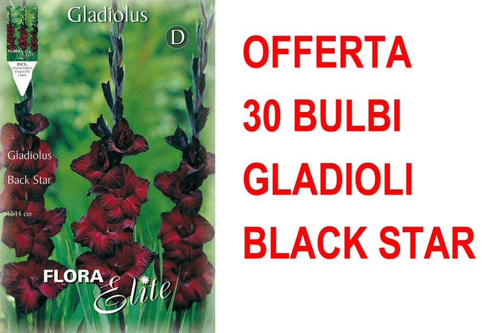 OFFERTA 30 BULBI GLADIOLI A FIORI GRANDI BACK STAR