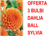 OFFERTA 3 BULBI DAHLIA BALL SYLVIA