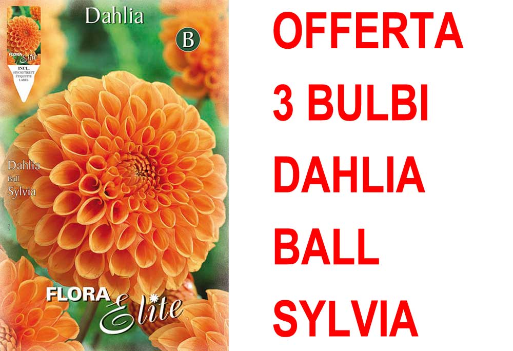 OFFERTA 3 BULBI DAHLIA BALL SYLVIA