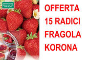 OFFERTA FRAGOLA KORONA 15 PIANTE A RADICE NUDA