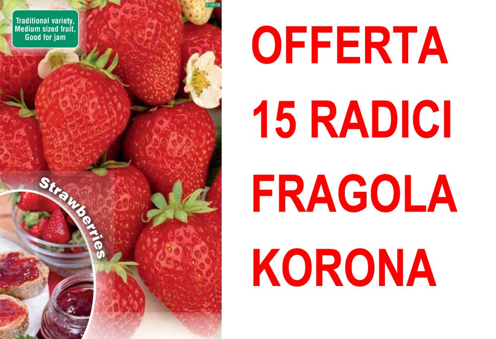 OFFERTA FRAGOLA KORONA 15 PIANTE A RADICE NUDA