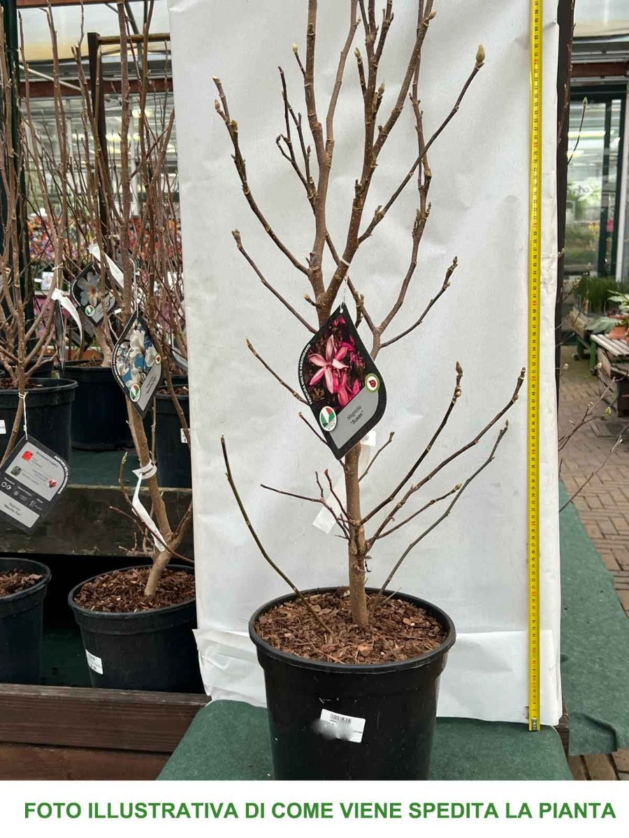 MAGNOLIA SUSAN VASO 24CM