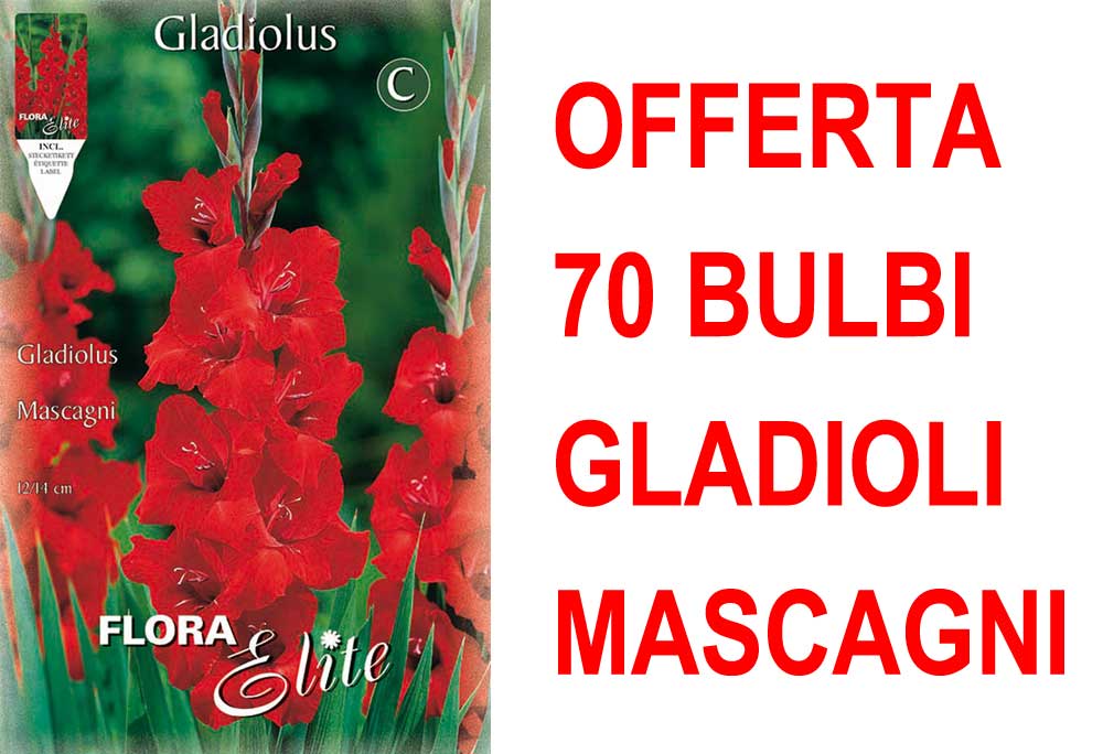 OFFERTA 70 BULBI GLADIOLI A FIORI GRANDI MASCAGNI