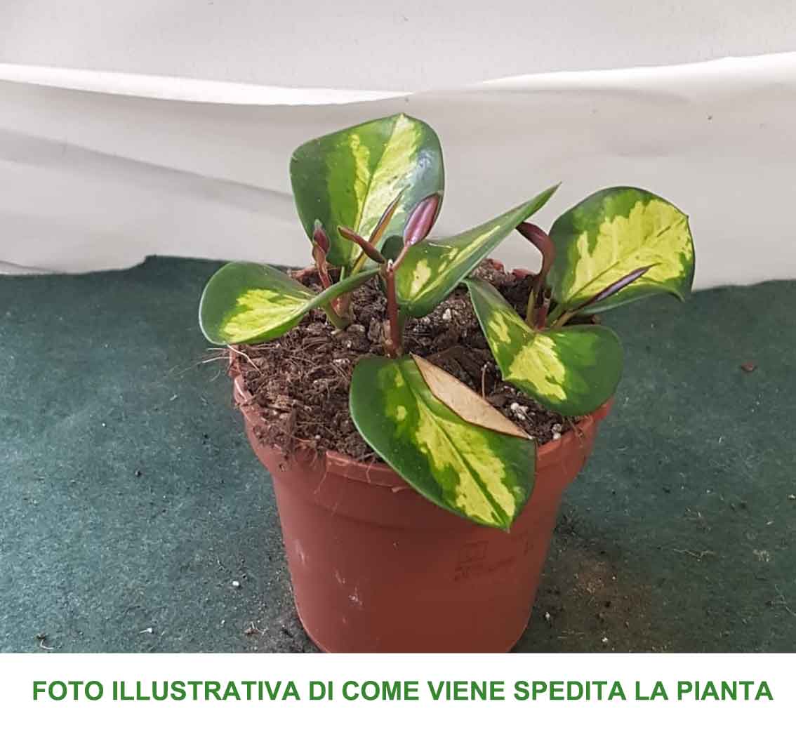 HOYA AUSTRALIS LISA FIORE DI CERA VASO 12CM