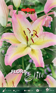 LILIUM ORIENTAL HOCUS POCUS (CONFEZIONE DA 2 BULBI)