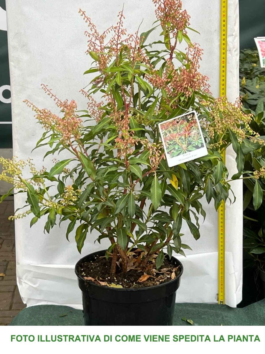 PIERIS JAPONICA MOUNTAIN FIRE VASO 24CM