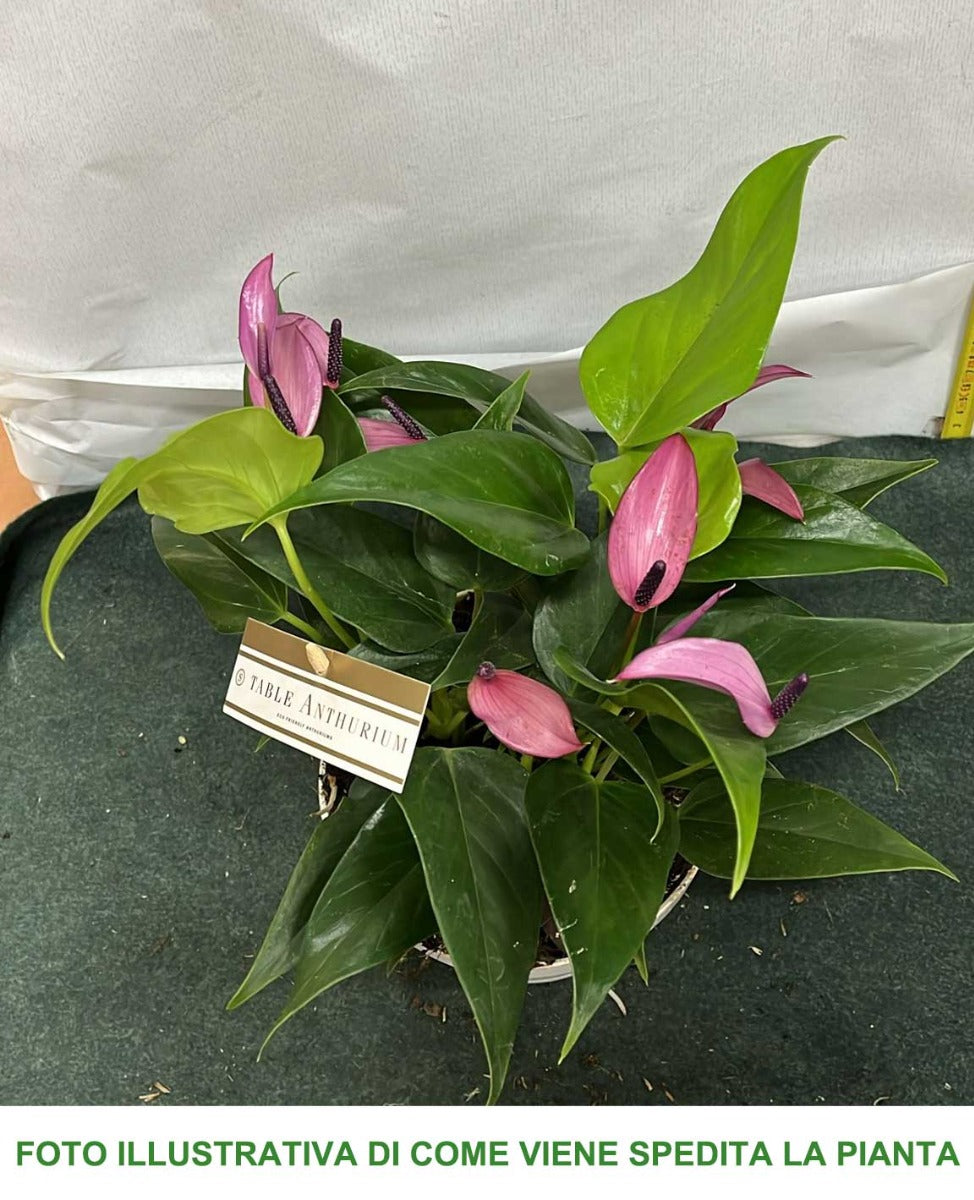 ANTHURIUM ZIZOU IN VASO 17CM