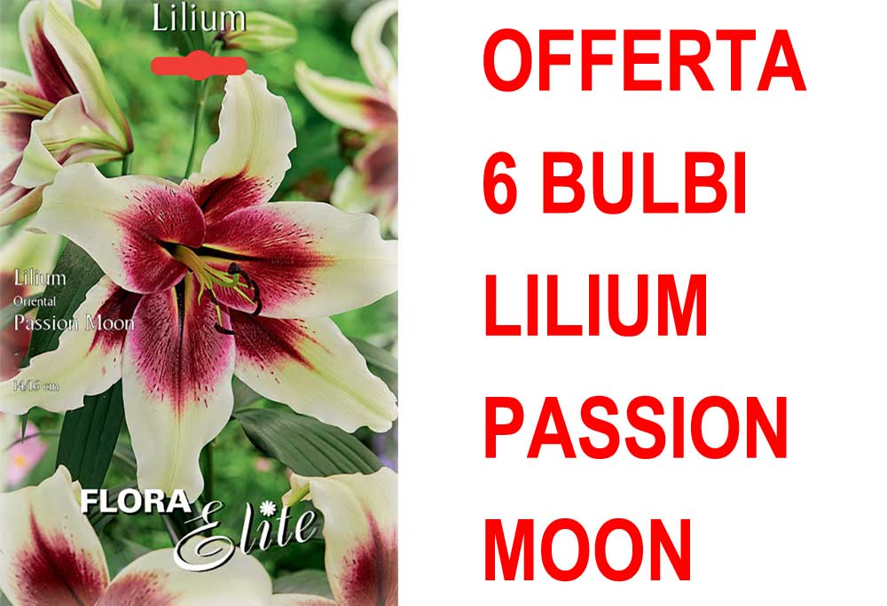 OFFERTA 6 BULBI LILIUM ORIENTAL PASSION MOON