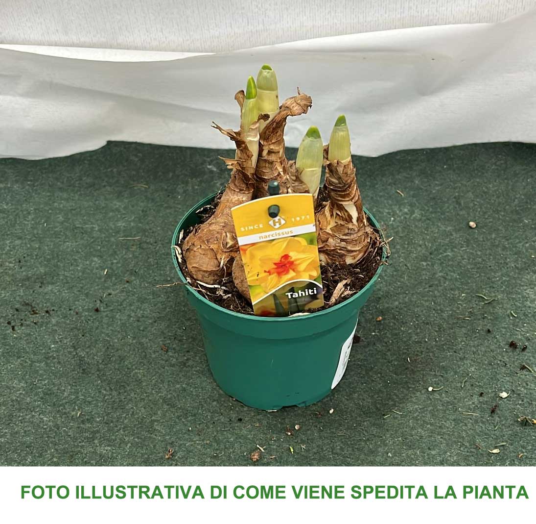 NARCISI TAHITI VASO 12CM