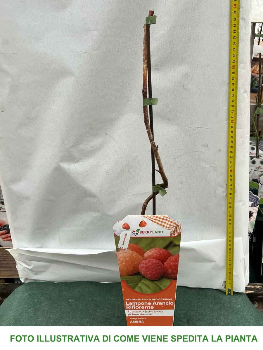 LAMPONE ARANCIO RIFIORENTE AMBRA VASO 2 LITRI