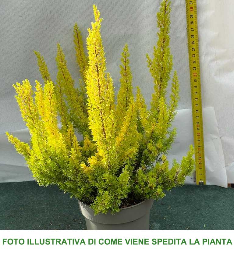 ERICA ARBOREA ALBERTS GOLD VASO 12CM