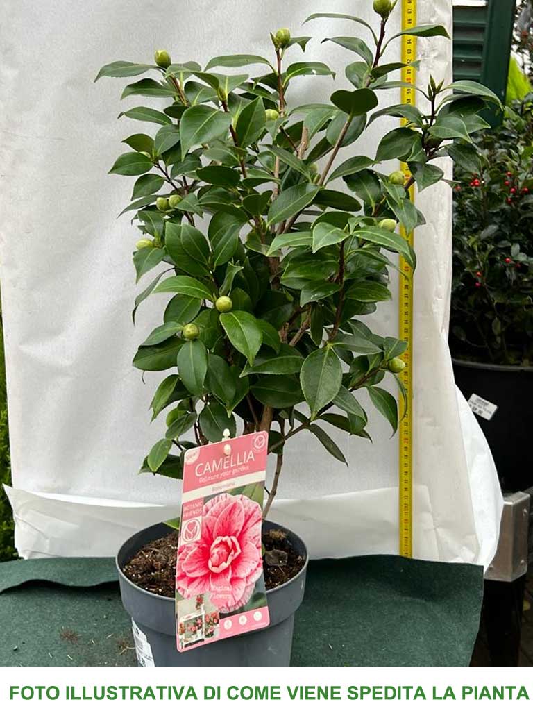 CAMELIA JAPONICA BONOMIANA VASO 19CM