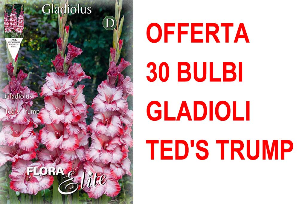 OFFERTA 30 BULBI GLADIOLI A FIORI GRANDI TED'S TRUMP